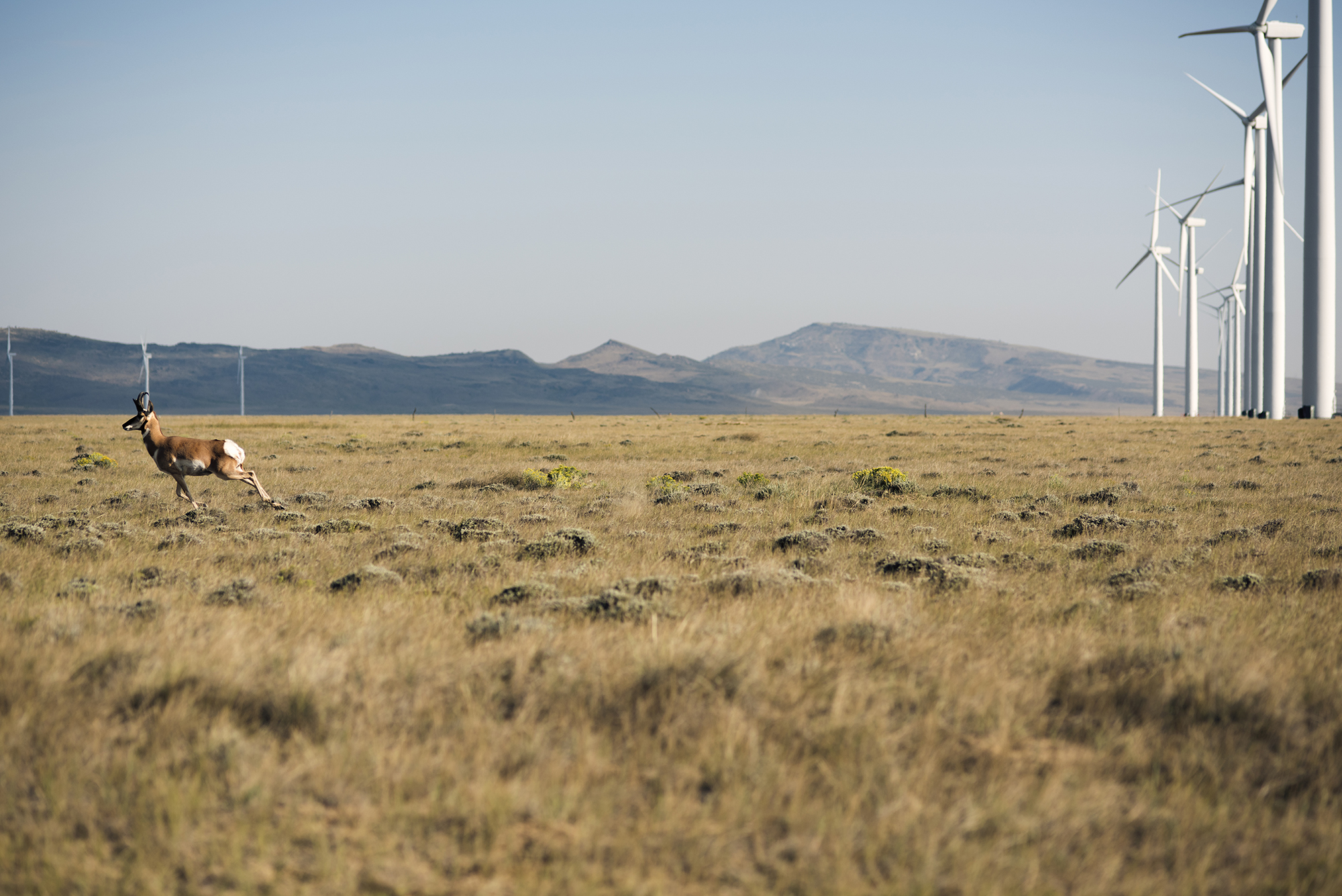 Pronghorn antelope